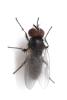 Fannia manicata